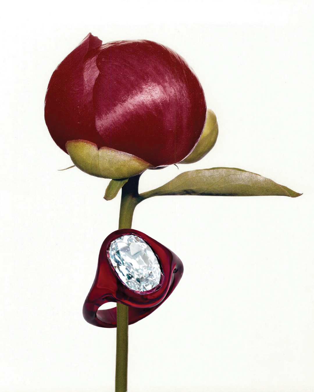 A burgundy lucite ring holding an oval diamond, resting against a peony